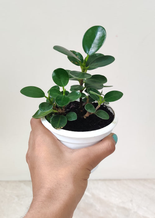 Compact Ficus Island Dwarf plant for home and office