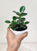 Compact Ficus Island Dwarf plant for home and office