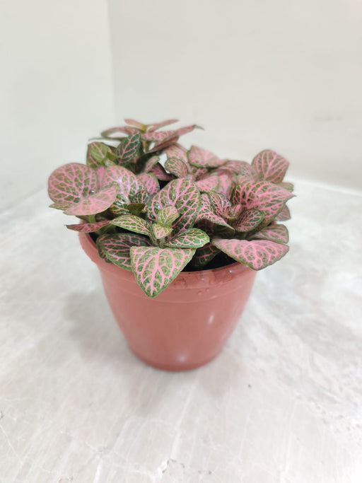 Fittonia Pink plant