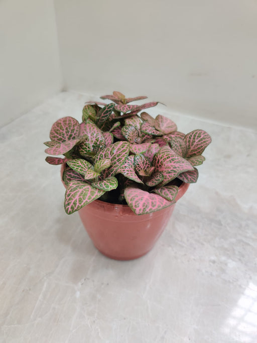 Nerve plant (Fittonia)