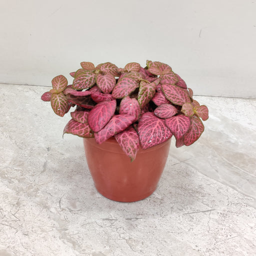 Fittonia Nerve Plant - Compact indoor plant with vibrant red veins