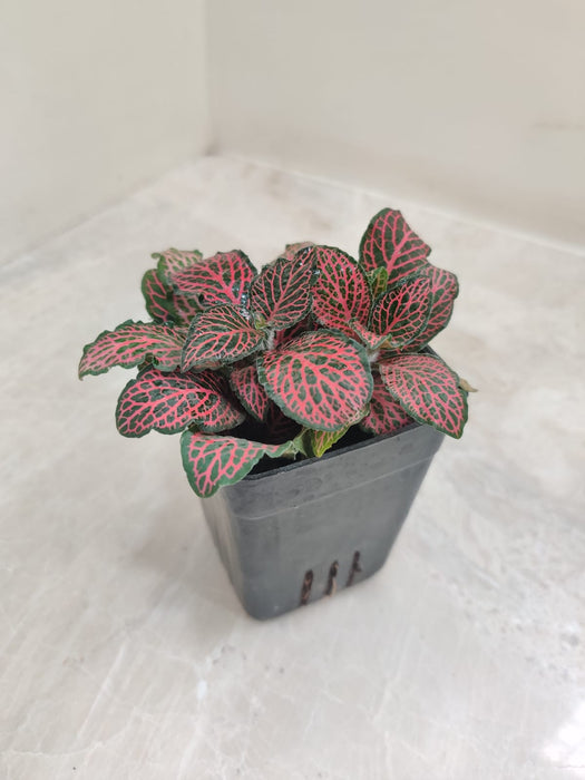 houseplant-7cm-pot