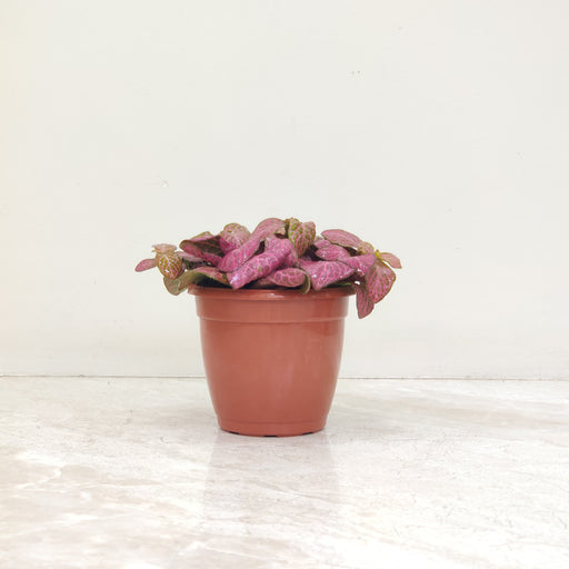 Top view of Fittonia Red Plant showcasing detailed pink and green foliage