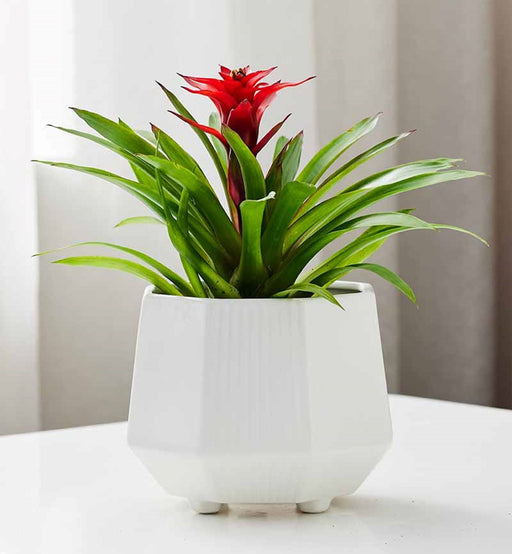 Modern hexagonal indoor plant pot