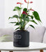 Stylish black planter for home décor