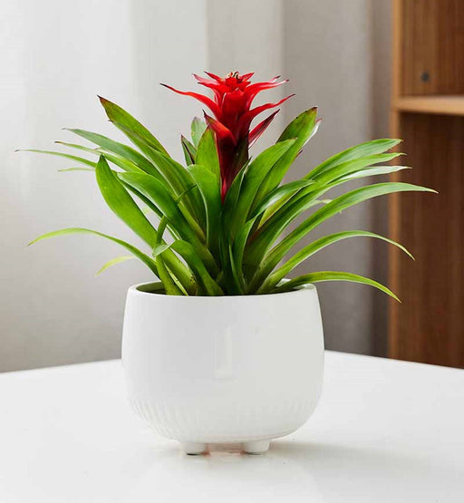 Round indoor plant pot in white