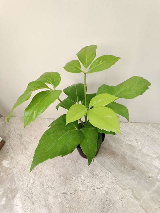 Schefflera Actinophylla plant with glossy green leaves
