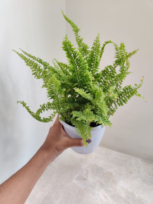 green-fern-plant-white-pot