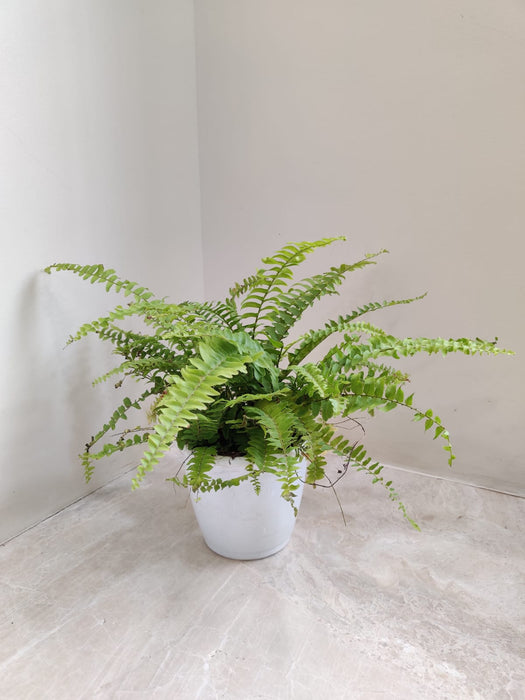 green-fern-plant-white-pot