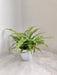 green-fern-plant-white-pot