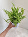 green-fern-plant-white-pot