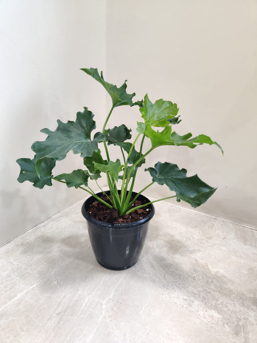 philodendron-selloum-green-plant