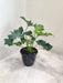 philodendron-selloum-green-plant