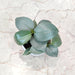 Rare Silver Sword Philodendron houseplant