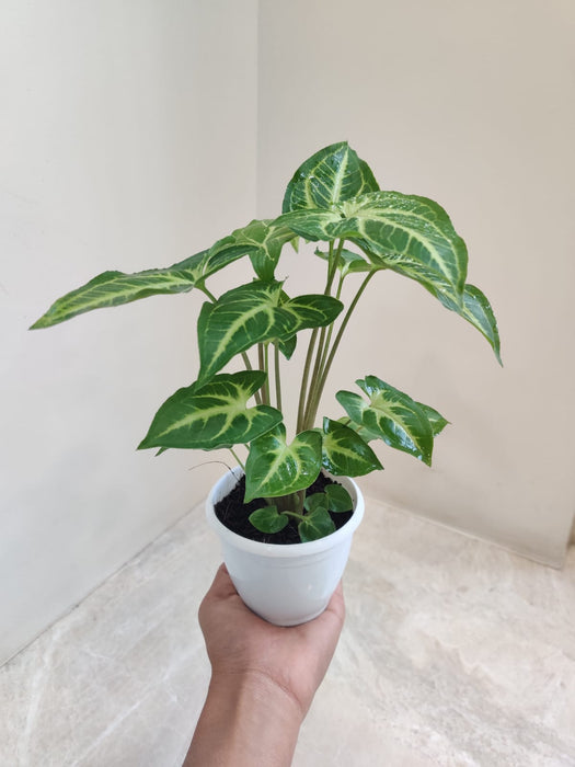 Syngonium Green Gold Plant on a marble countertop