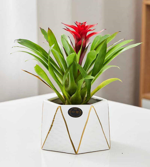 Elegant hexagonal planter for indoor plants