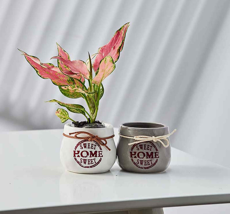 Decorative mini indoor planters