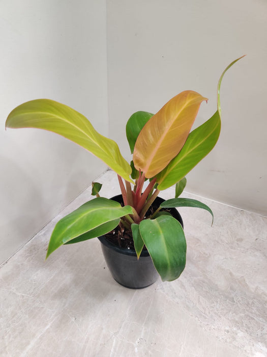 Philodendron with Red-Green Leaves