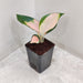 Aglaonema Peach Cochin Plant with vibrant peach and green leaves