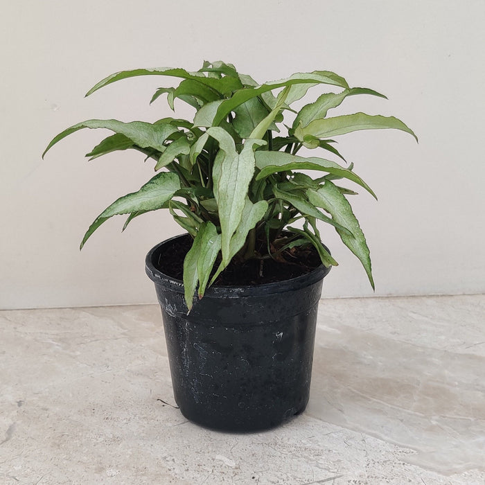 Air-purifying indoor plant in 7 cm pot