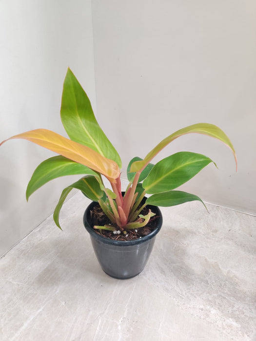 Indoor Air Purifying Plant