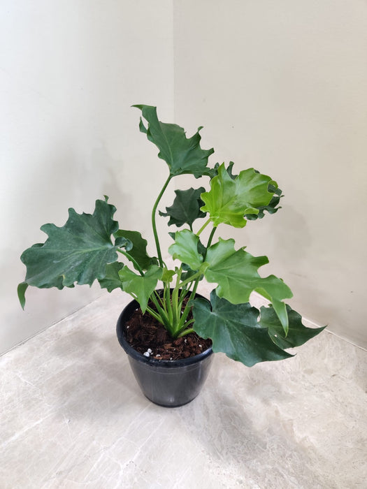 indoor-air-purifying-plant