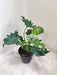 indoor-air-purifying-plant