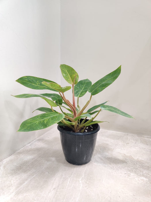 philodendron-painted-lady-plant