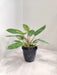 philodendron-painted-lady-plant