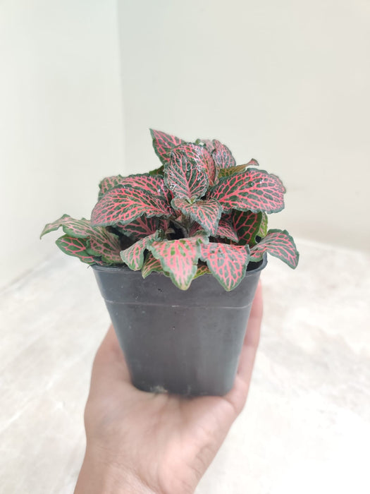 fittonia-red-pink-veins