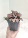 fittonia-red-pink-veins