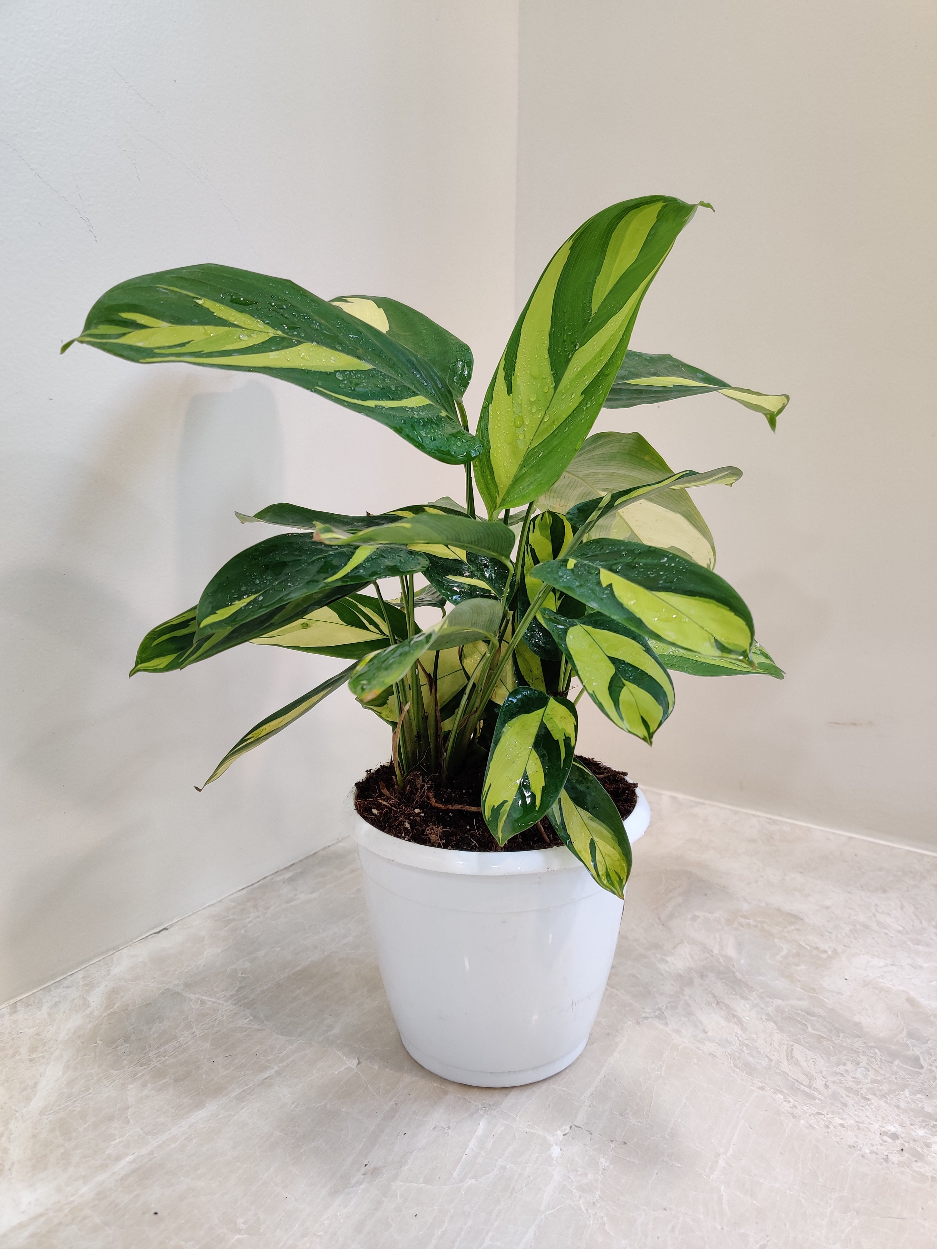 Buy Calathea Golden Mosaic Online | Rare Calathea Plant – ChhajedGarden.com