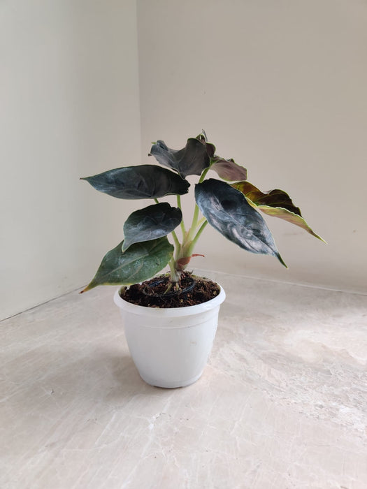 Rare Alocasia Azlanii Plant