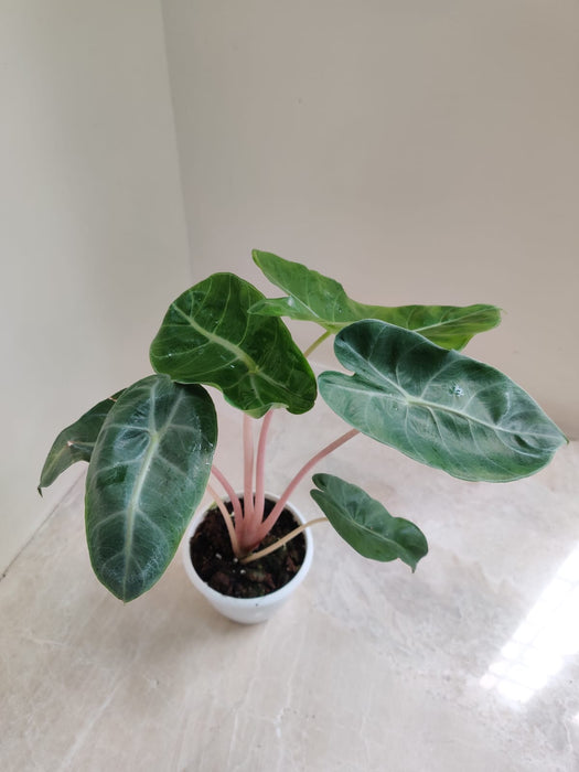 Alocasia Light Pink Stems