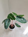 Alocasia Light Pink Stems