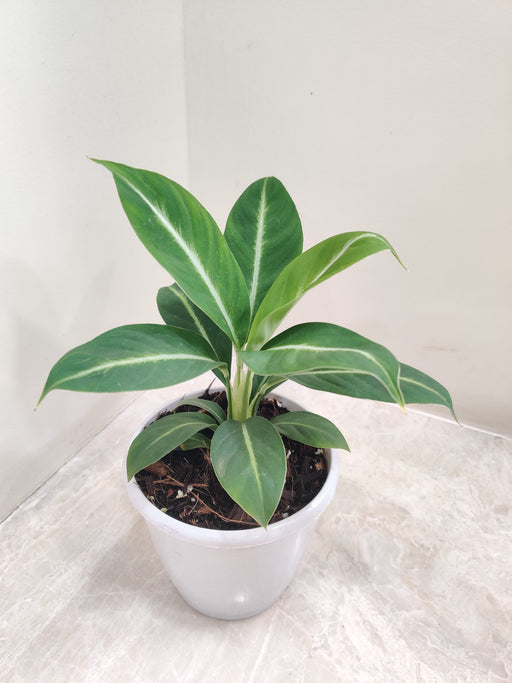 White Plastic Pot for Spathiphyllum Plant