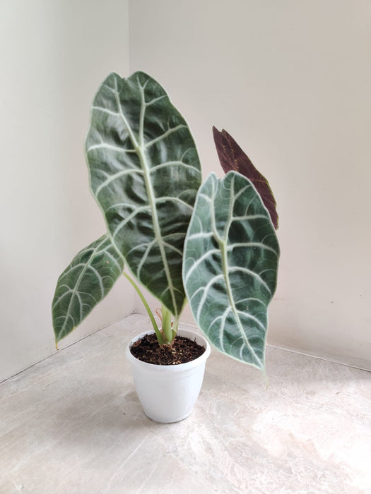 Alocasia Longiloba Indoor Plant