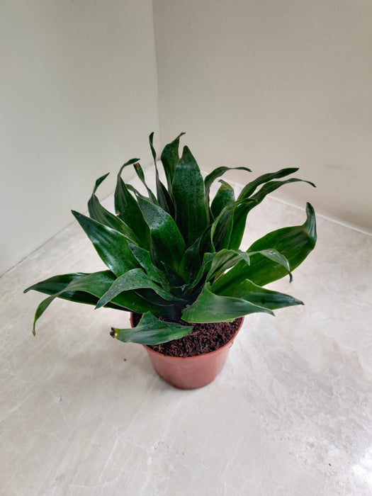 Eco-Friendly Dracaena Green Plant for Home and Office