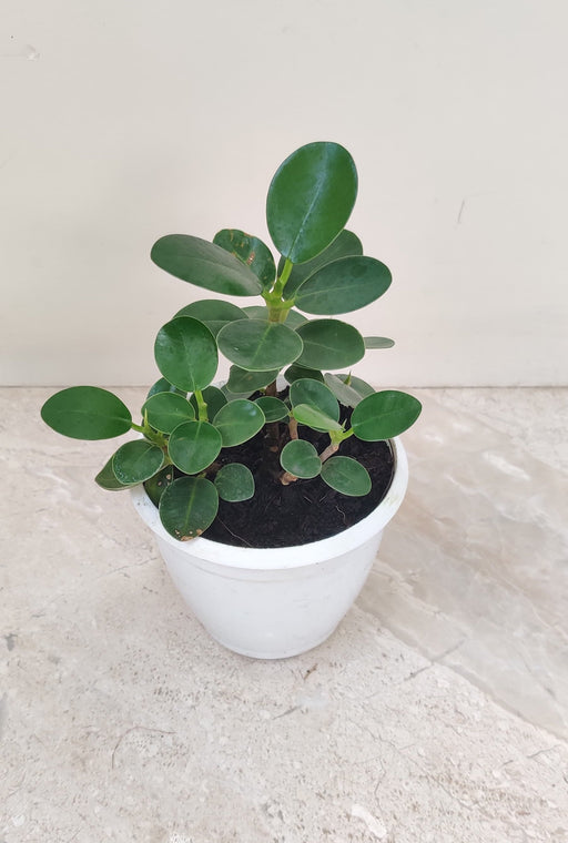 Ficus Island Dwarf Green Plant in 7 cm pot