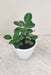 Ficus Island Dwarf Green Plant in 7 cm pot