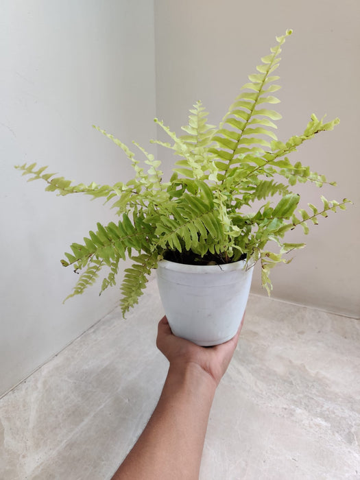 Outdoor Golden Fern with Dense Foliage