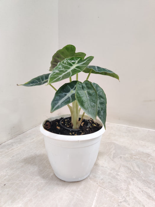 alocasia-parasol-plant-indoor-decor