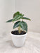 alocasia-parasol-plant-indoor-decor