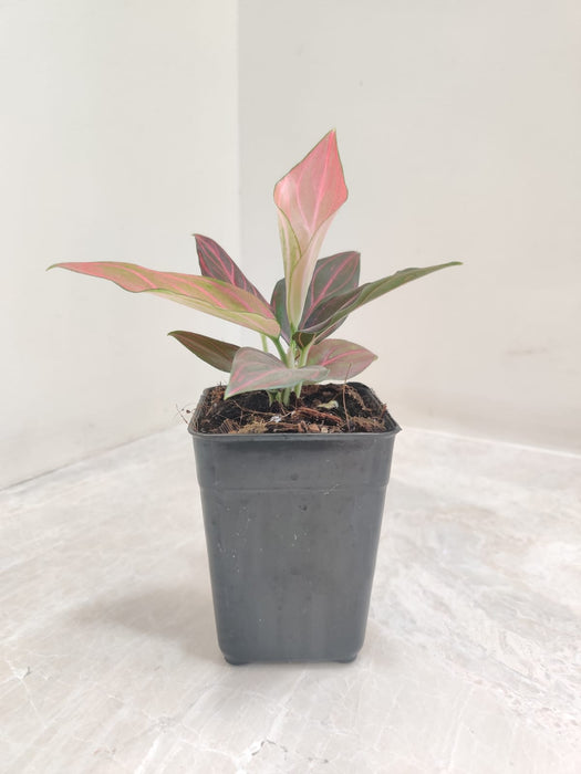 Aglaonema Red Vein Plant in 7cm Pot