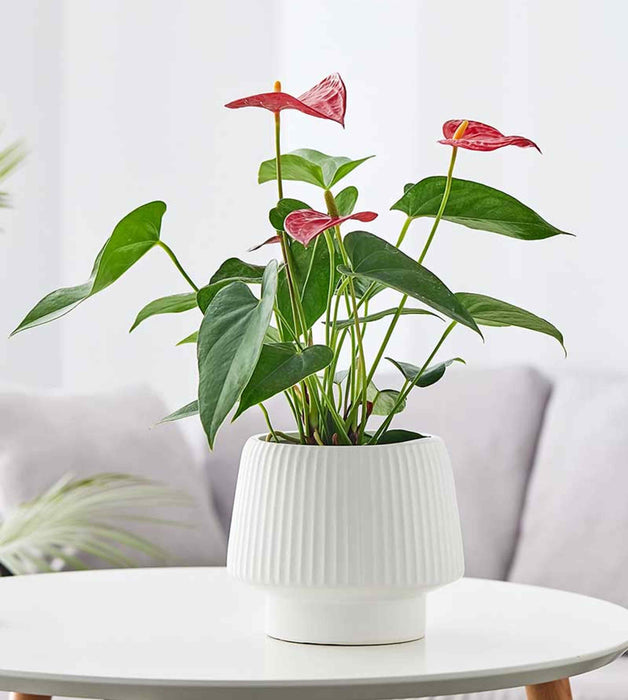 Modern white ceramic planter