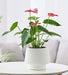 Modern white ceramic planter