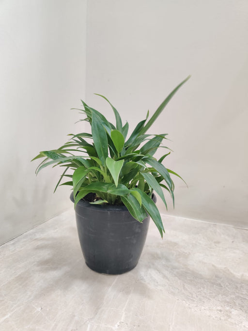 Dwarf Evergreen Clumping Philodendron