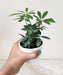 Indoor plant with lush green leaves