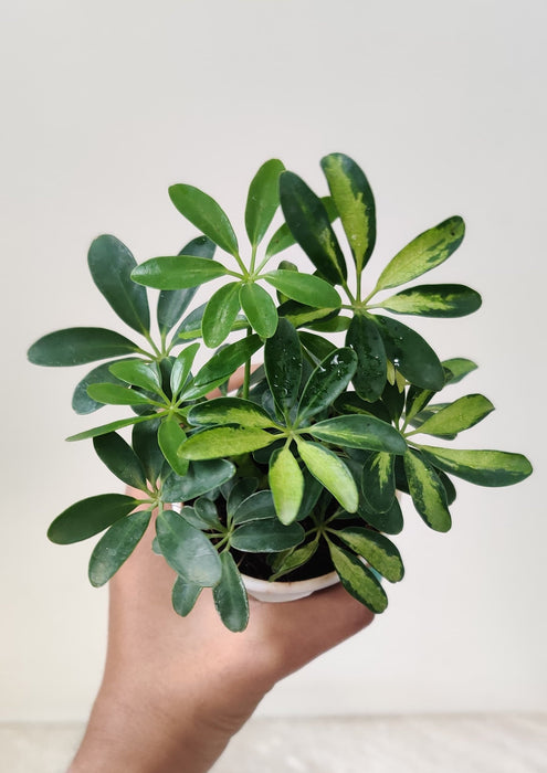 Schefflera Variegated  Plant