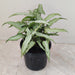 Indoor plant for home or office decor